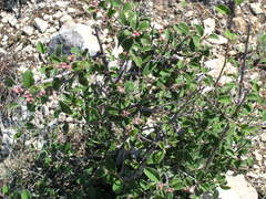 Cotoneaster tauricus