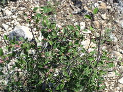 Cotoneaster tauricus