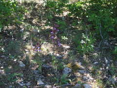 Himantoglossum comperianum