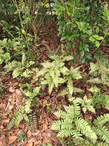 Adiantum latifolium, 2026-10-17