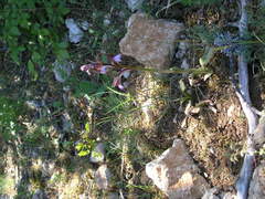 Himantoglossum comperianum