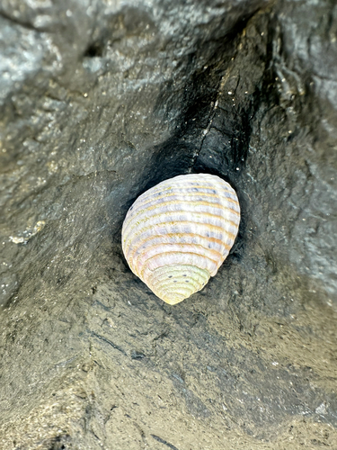 Nerita plicata observed 2026-10-19