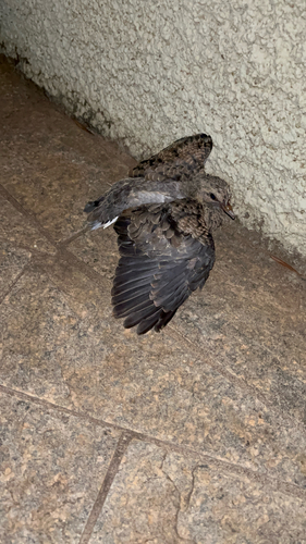 Eared Dove