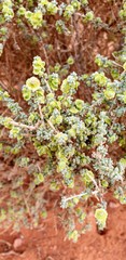 Maireana pyramidata