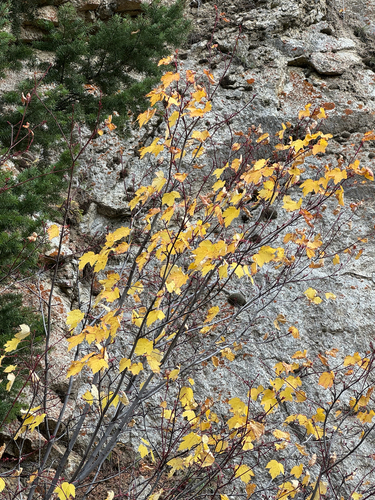 Acer glabrum observed 2026-10-17