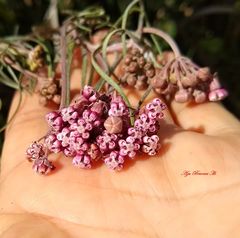 Asclepias senecionifolia