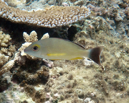 Lutjanus fulvus observed 2026-10-18