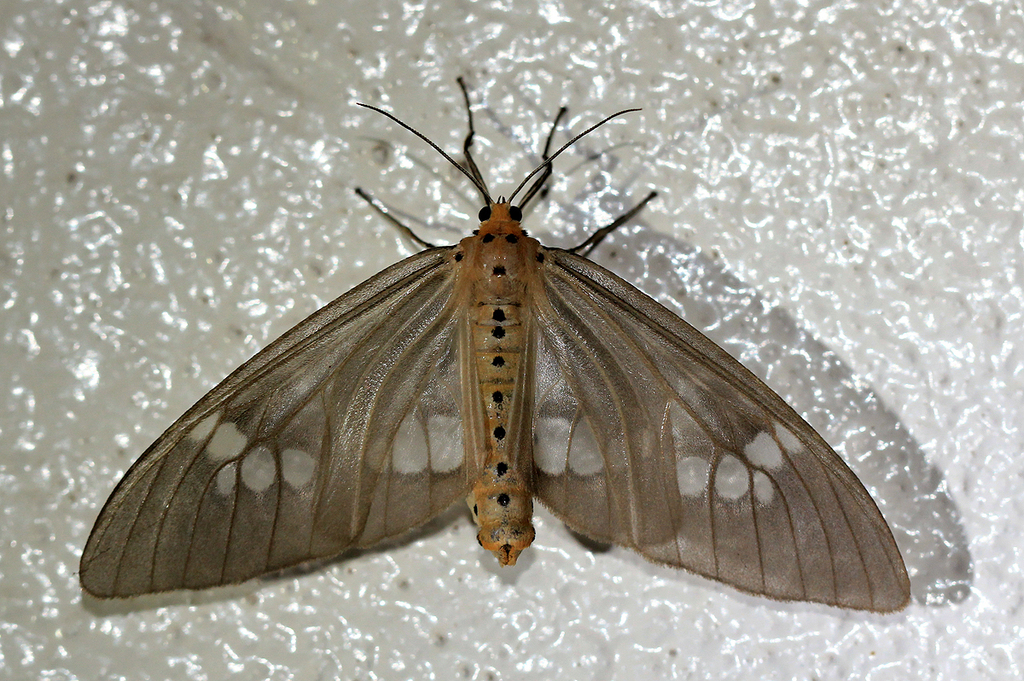 Meganaclia sippia