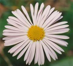 Brachyscome decipiens