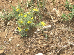 Genista albida