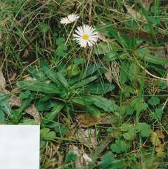 Brachyscome decipiens