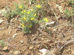 Genista albida