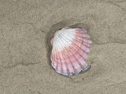Pecten fumatus, 2026-10-20