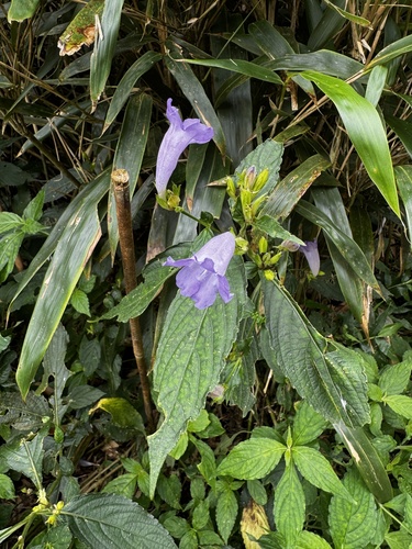 Strobilanthes observed 2026-10-20