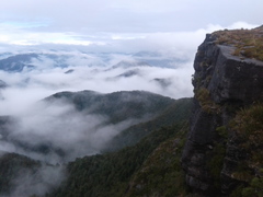 Lepidothamnus laxifolius