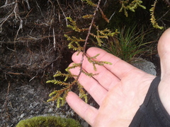 Lepidothamnus laxifolius