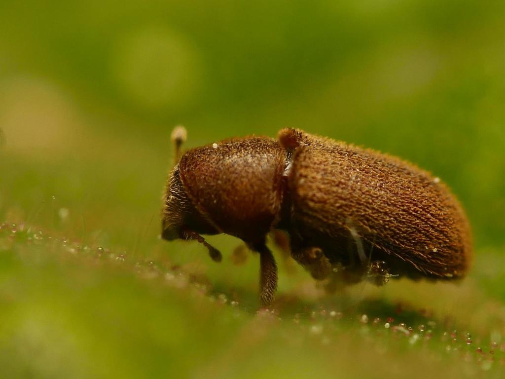 Xylechinus pilosus