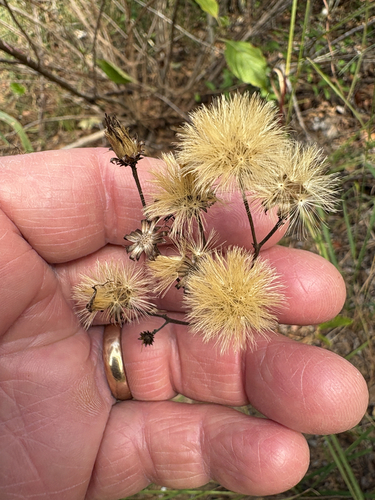Vernonia texana, 2026-10-19