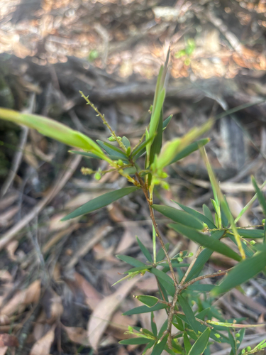 Leucopogon lanceolatus observed 2026-10-20