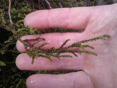 Lepidothamnus laxifolius