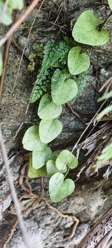 Cocculus orbiculatus observed 2026-10-20