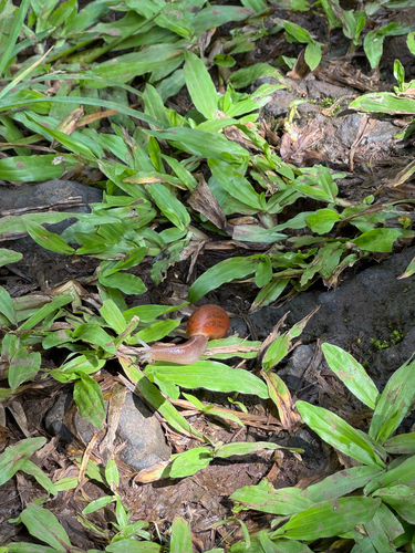 Euglandina rosea, 2026-10-15