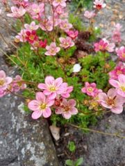 Saxifraga
