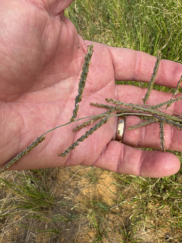 Paspalum plicatulum observed 2026-10-19