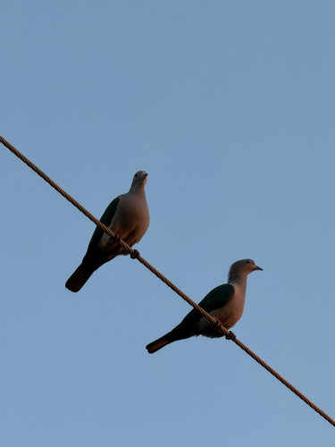 Ducula aenea observed 2026-10-19