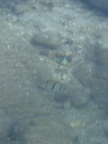 Acanthurus triostegus observed 2026-10-19