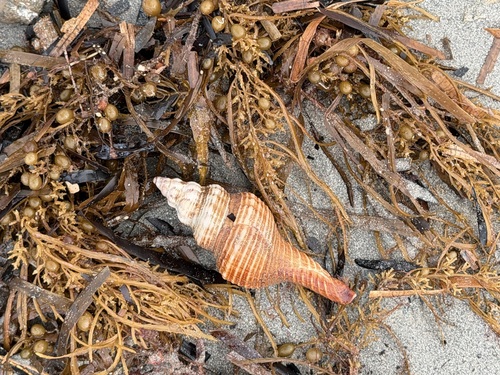 Fusinus australis, 2026-10-20