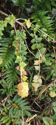 Abelia chinensis observed 2026-10-20