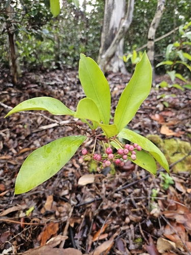 Ardisia elliptica observed 2026-10-19
