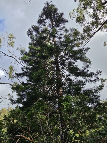 Araucaria columnaris observed 2026-10-19