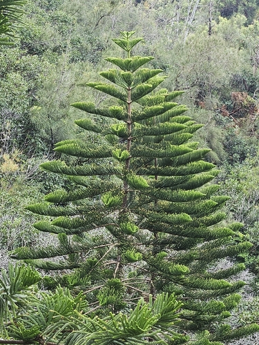 Araucaria columnaris observed 2026-10-19