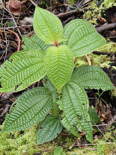Miconia crenata observed 2026-10-19