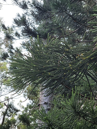 Araucaria columnaris observed 2026-10-19
