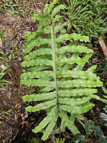 Phlebodium aureum observed 2026-10-19