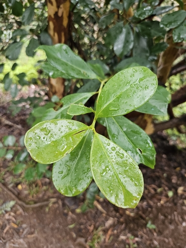 Psidium cattleianum, 2026-10-19