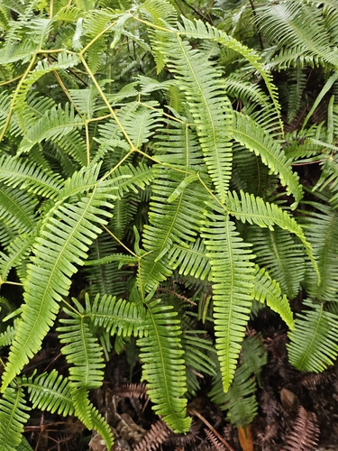 Dicranopteris linearis, 2026-10-19