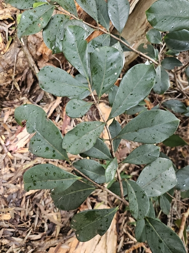 Psidium cattleianum, 2026-10-19