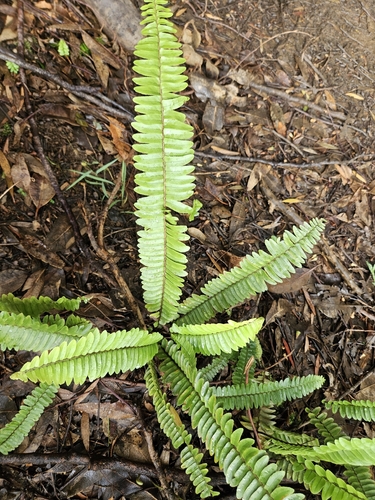 Nephrolepis cordifolia observed 2026-10-19