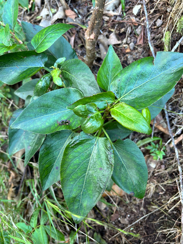 Viola chamissoniana observed 2026-10-19