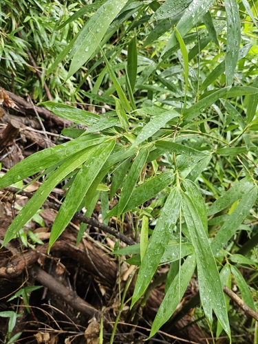 Phyllostachys nigra observed 2026-10-19