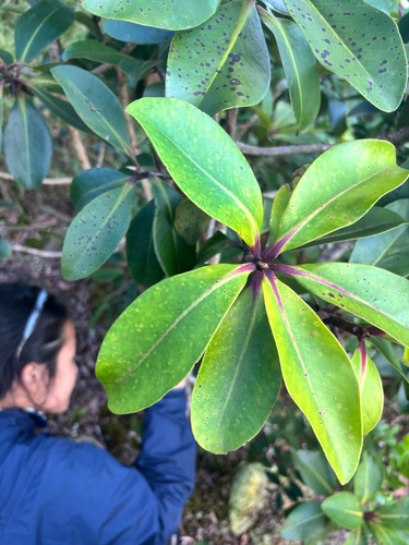Myrsine lessertiana, 2026-10-19
