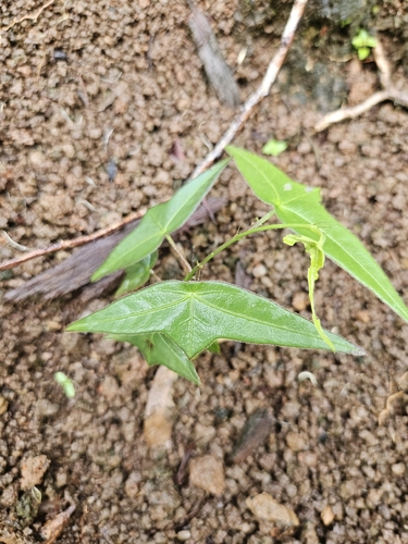 Passiflora suberosa observed 2026-10-19