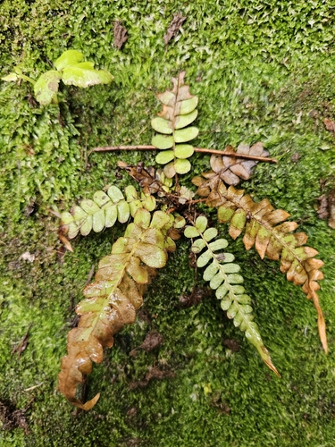 Blechnum appendiculatum observed 2026-10-19