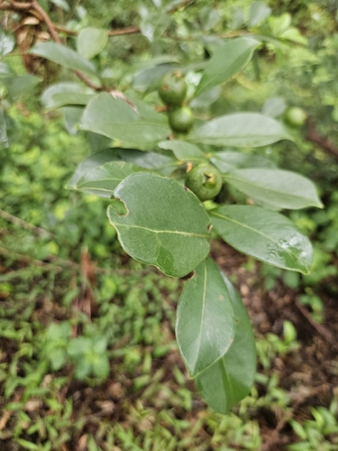 Eugenia observed 2026-10-19
