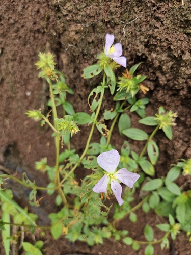 Pterolepis glomerata observed 2026-10-19