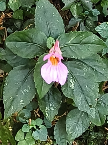 Impatiens uniflora observed 2026-10-20